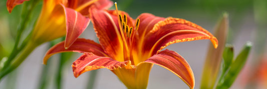 Daylily Stella de Oro the first and most popular "ever blooming" daylily