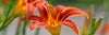 Dazzling Summer Color is Easy - With Daylilies!