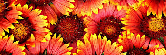 Gaillardia Flowers