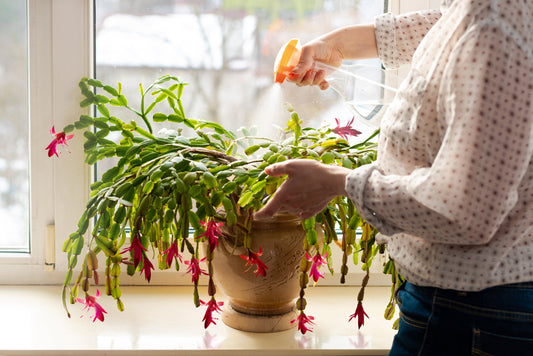 How to Get Your Holiday Cactus to Rebloom