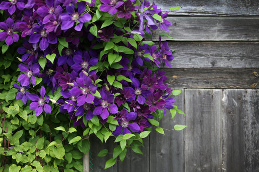 How to Grow Clematis for Big Blooms