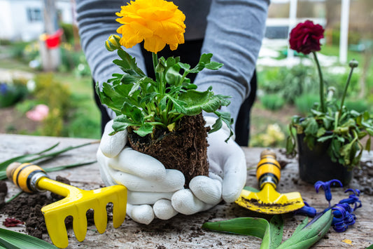 How to Grow Ranunculus at Home