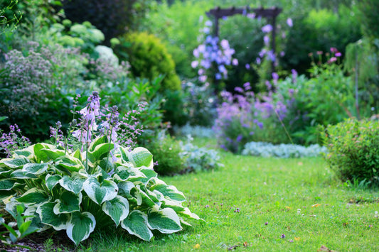 Best Plants for Shade Gardens: Create a Lush, Relaxing Oasis