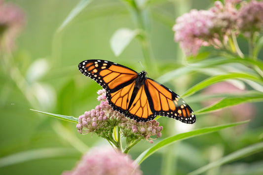 How to Grow Milkweed (Asclepias) for Butterflies