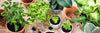 Guide to Indoor Herb Gardening