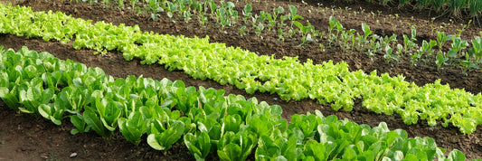 10 Insider Tips for Growing Edibles
