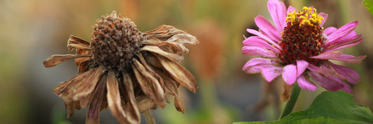 How Do I Know If It's Dead?