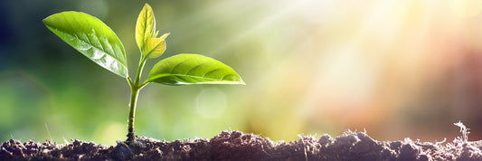 Why Growing Zones Matter in Gardening
