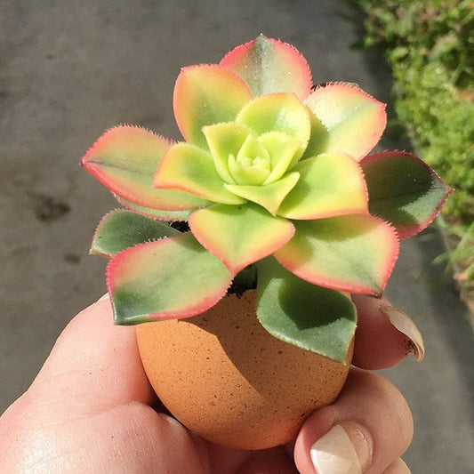 Succulent Eggs - Decorating Easter Eggs - With a Twist! :)