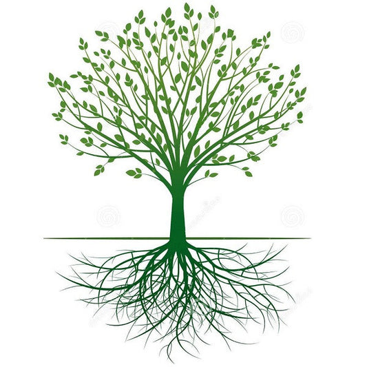 illustration of tree's root shoot ratio