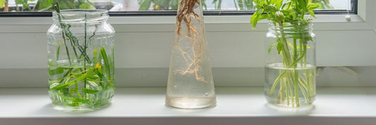 Water Propagating Houseplants 