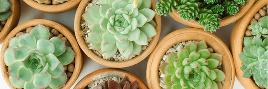 Succulents