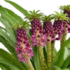 Eucomis (Pineapple Lily)