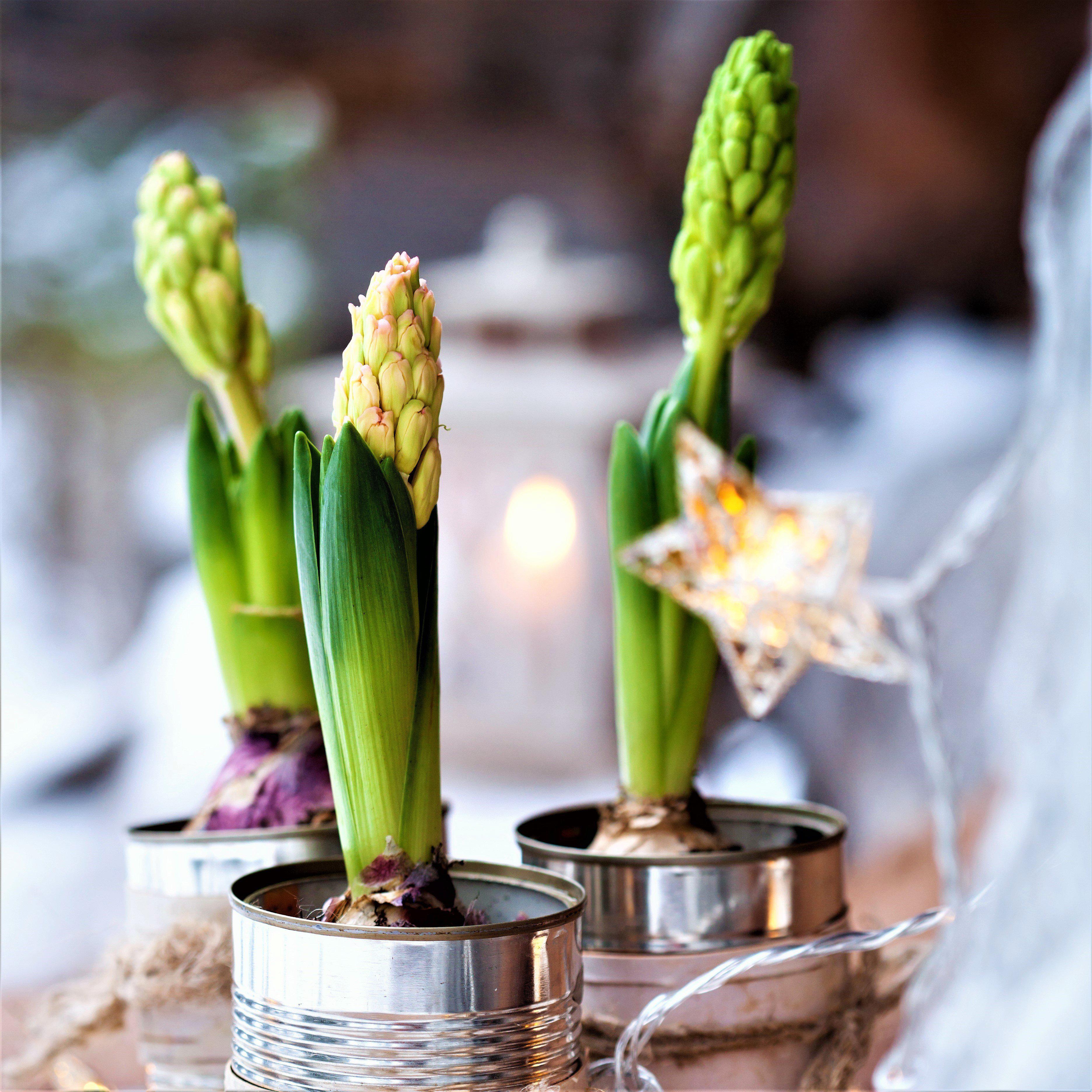 Bulbs for Indoor Forcing – tagged 