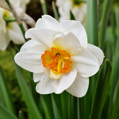 Narcissus (Daffodils)