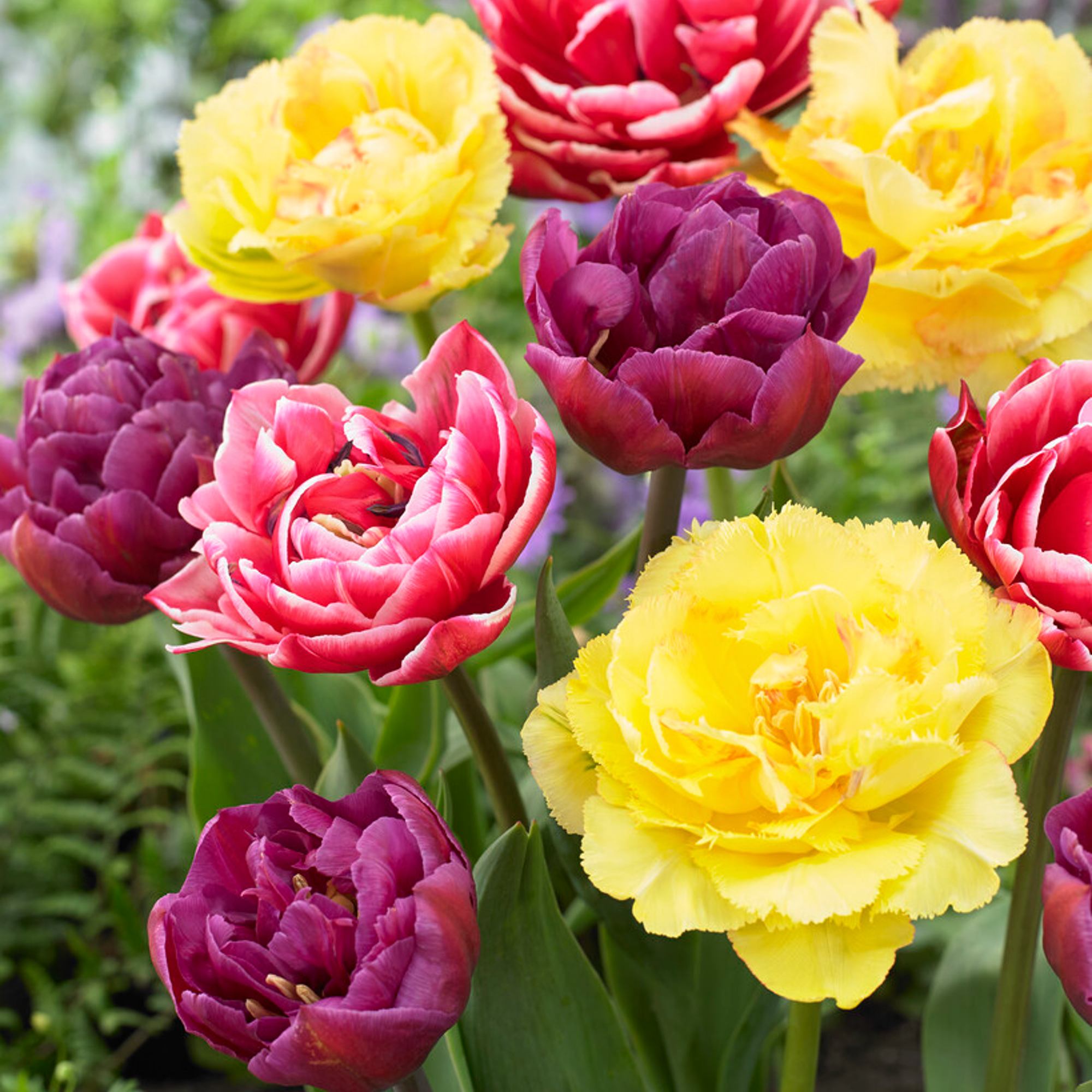 Tulip Bulbs for Sale | Colorful Spring Flowers - Easy to Grow™ – Easy ...