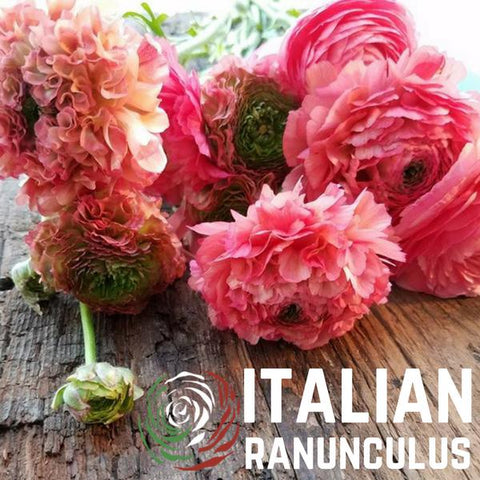 Italian Ranunculus Milka Buy Italian Ranunculus Online – Easy To Grow Bulbs