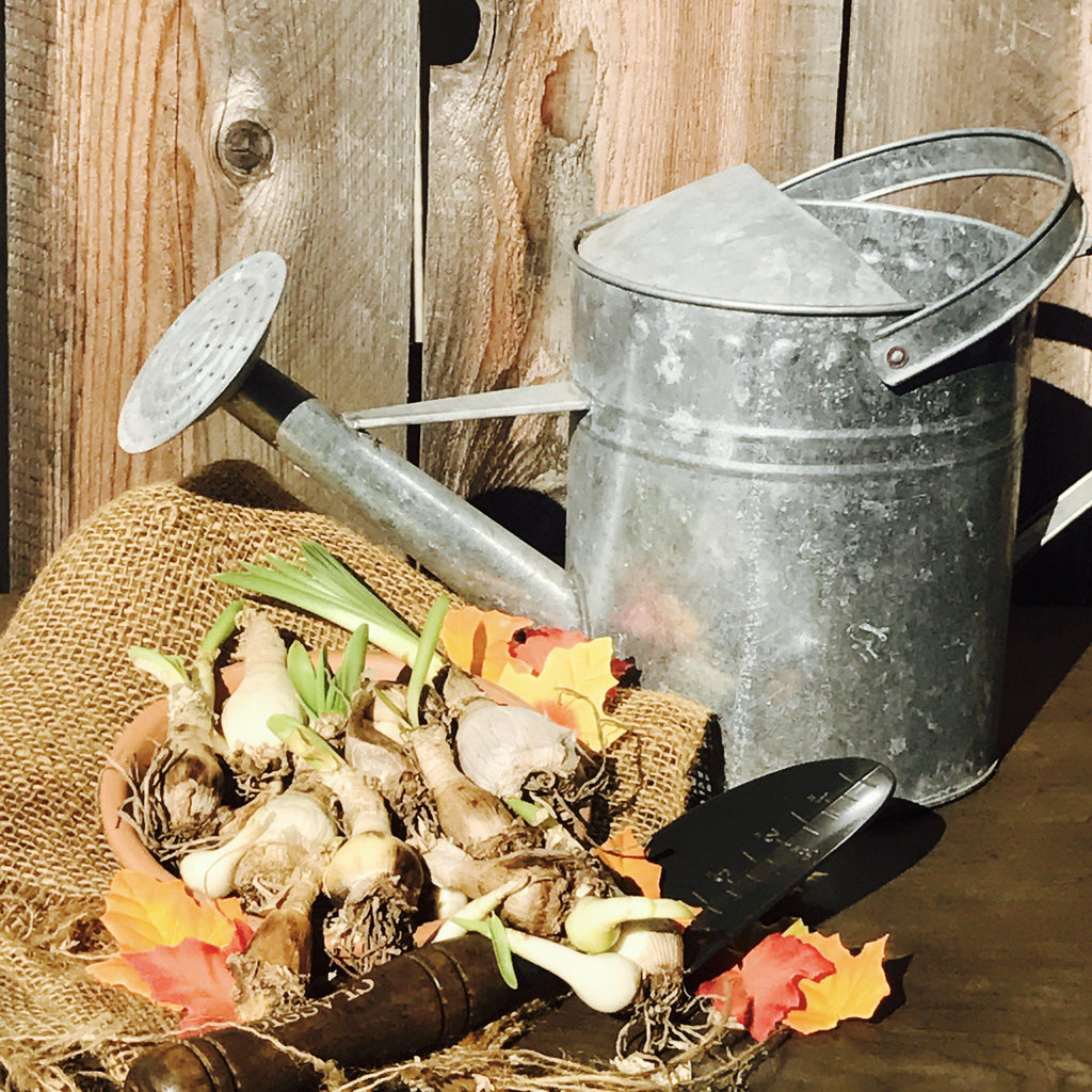 Buy Fall Planted Bulbs Online Easy to Grow Bulbs Tagged "tillandsia