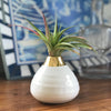 Air Plant Gifts