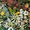 Succulents & Air Plants