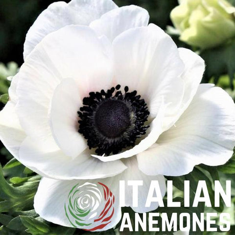 Anemone (Italian)