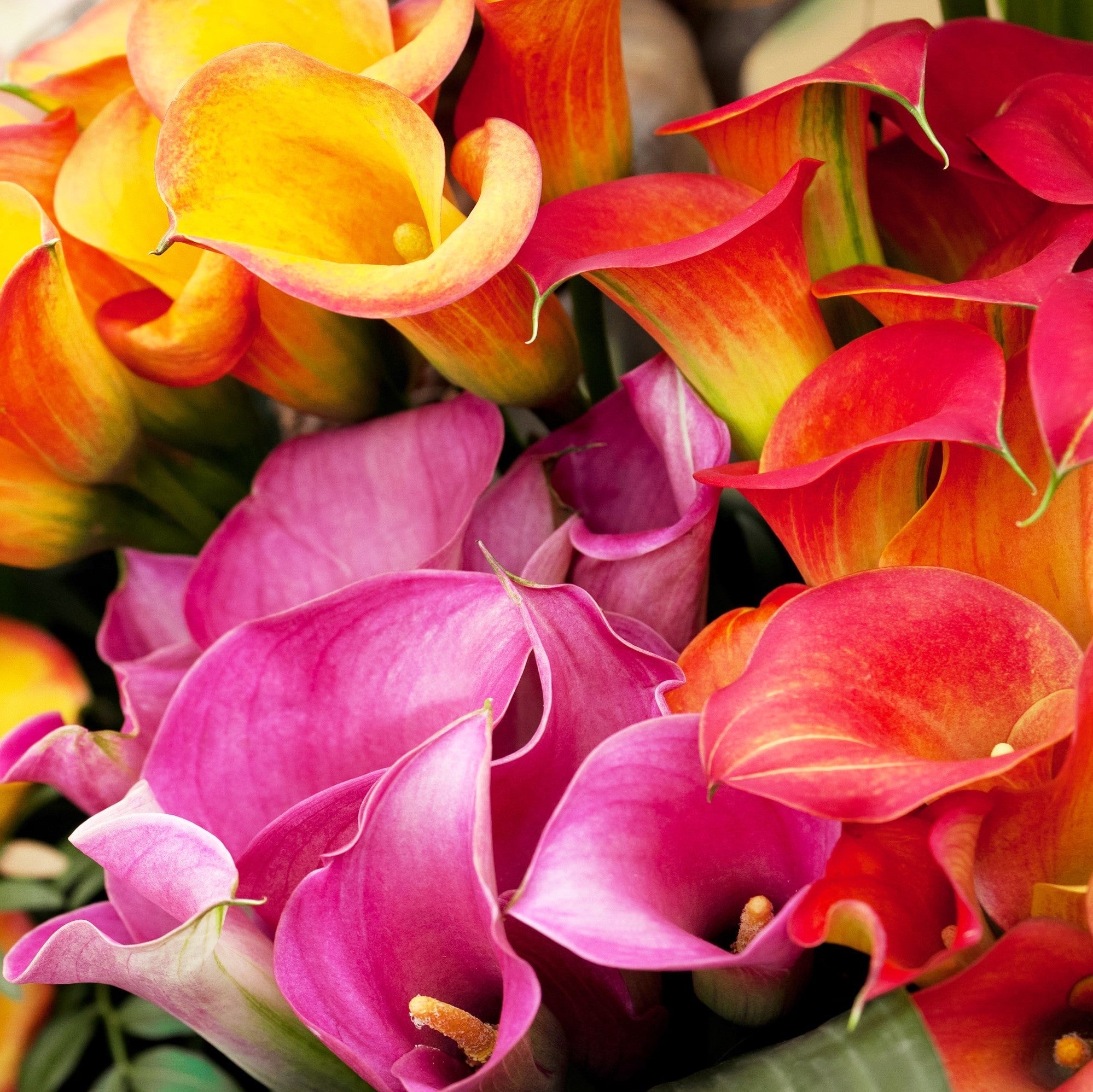High Energy Colors – Easy To Grow Bulbs