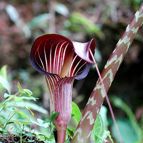 Arisaema (Jack in the Pulpit)