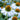Echinacea (Coneflower)