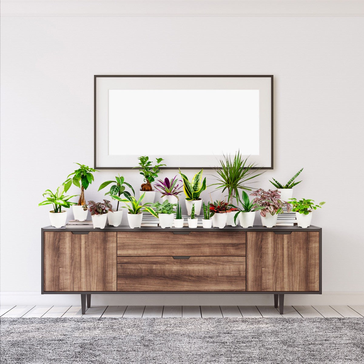 Shop Our Potted Plants Catalog from Easy to Grow Easy To Grow Bulbs