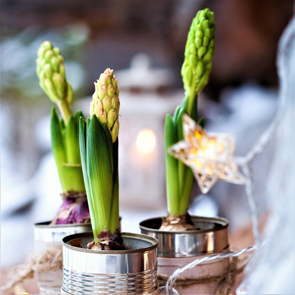 Bulbs for Forcing Easy To Grow Bulbs