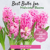 Bulbs for Forcing
