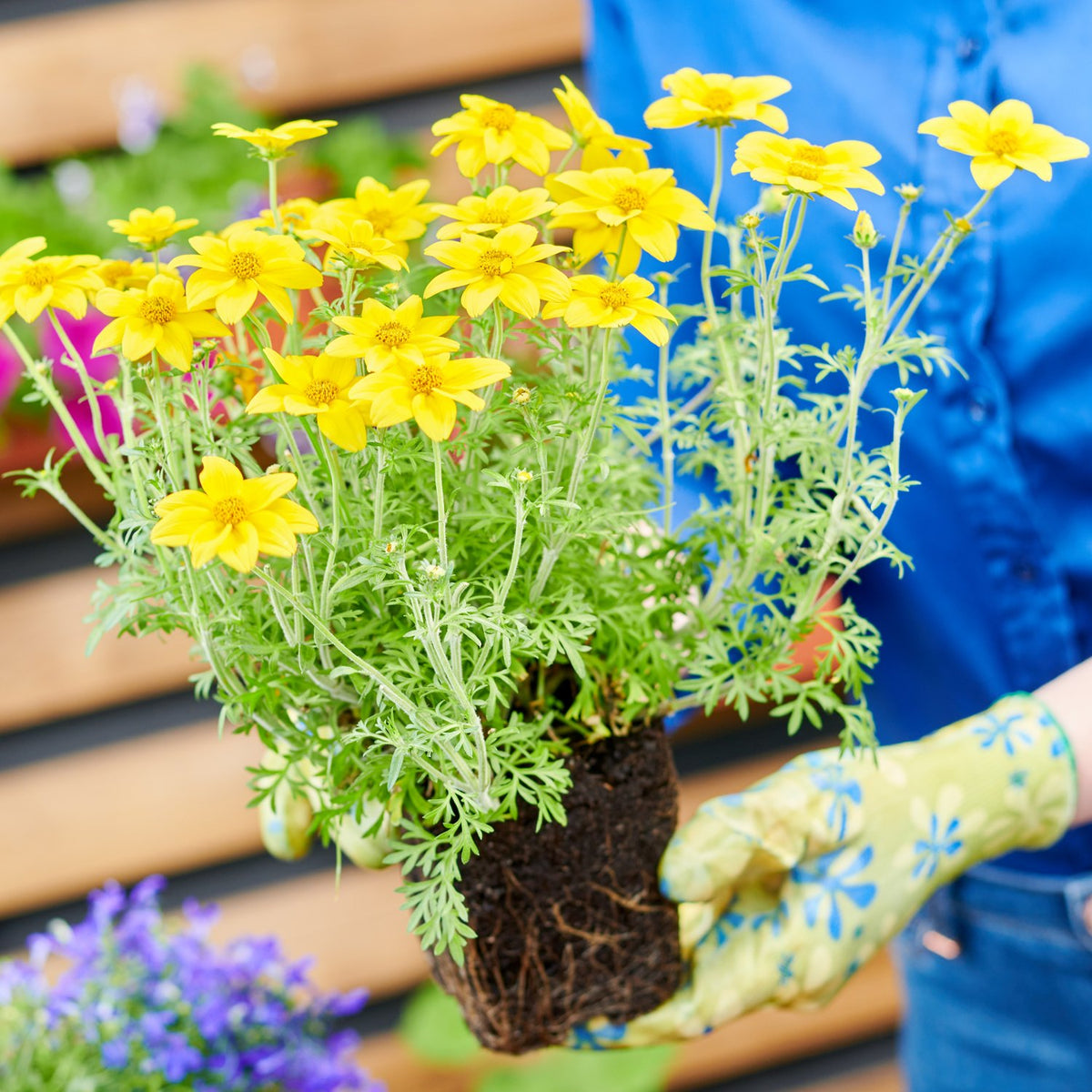 Shop Our Potted Plants Catalog from Easy to Grow Easy To Grow Bulbs