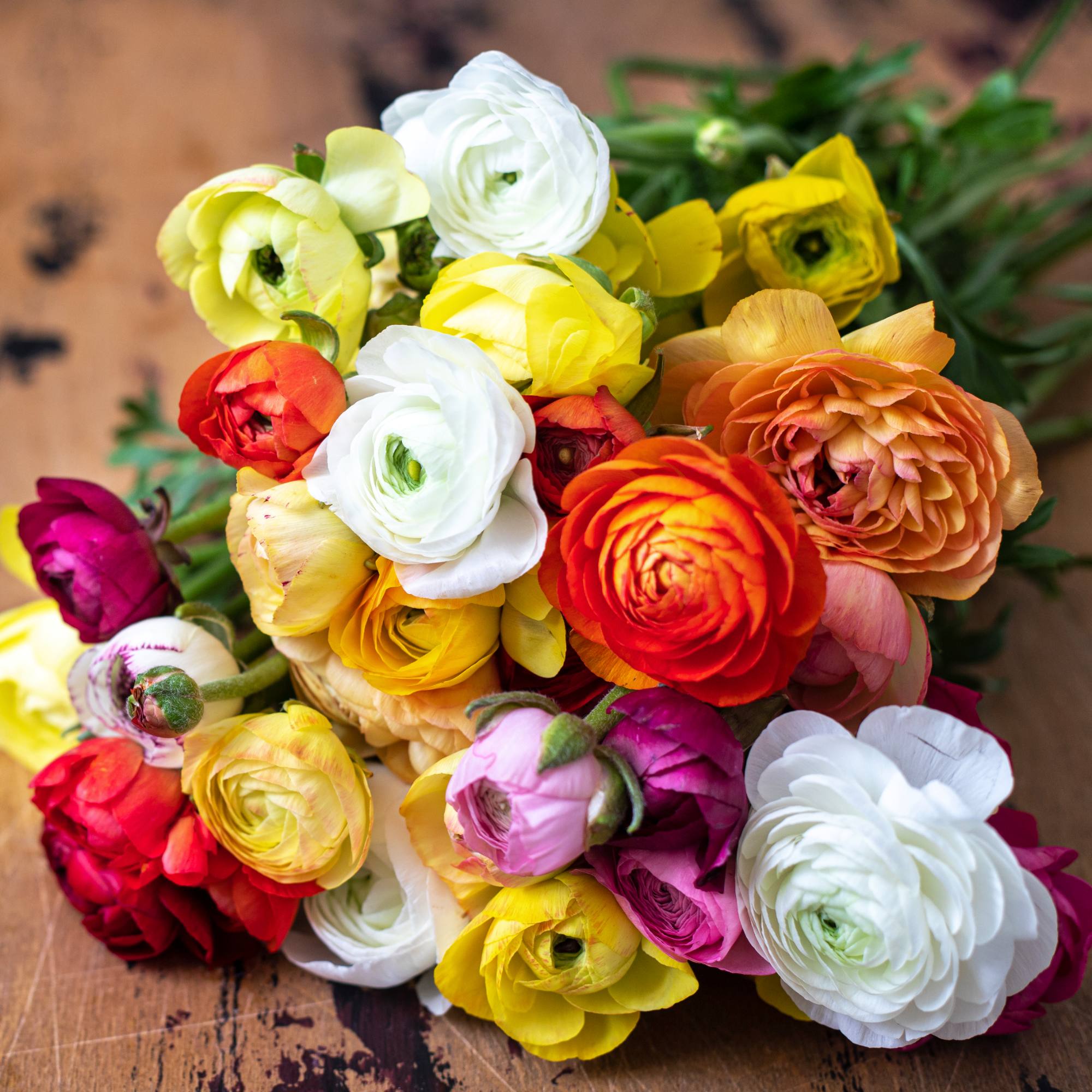 All Ranunculus Easy To Grow Bulbs
