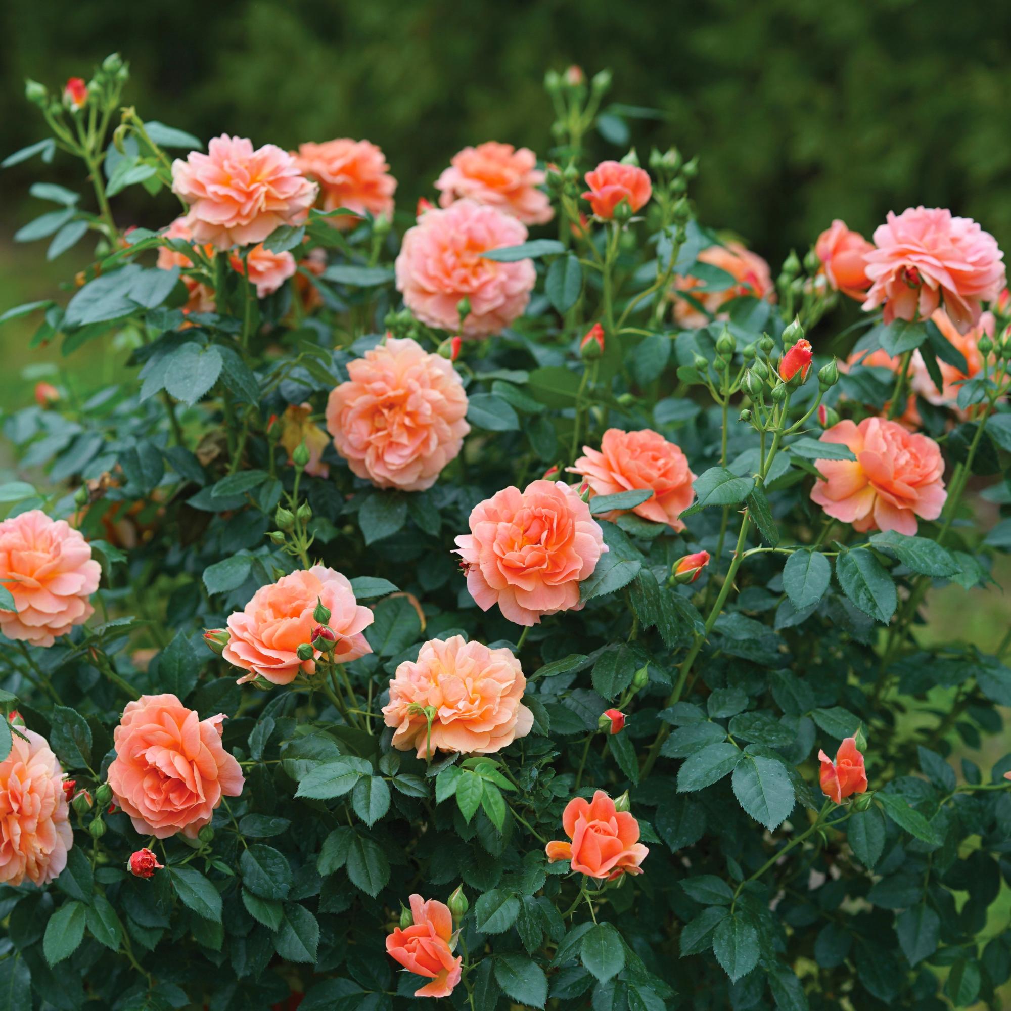 Rose Bush Plants for Sale | Shop Easy to Grow™ – Easy To Grow Bulbs