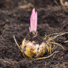 All Spring-Planted Bulbs Catalog