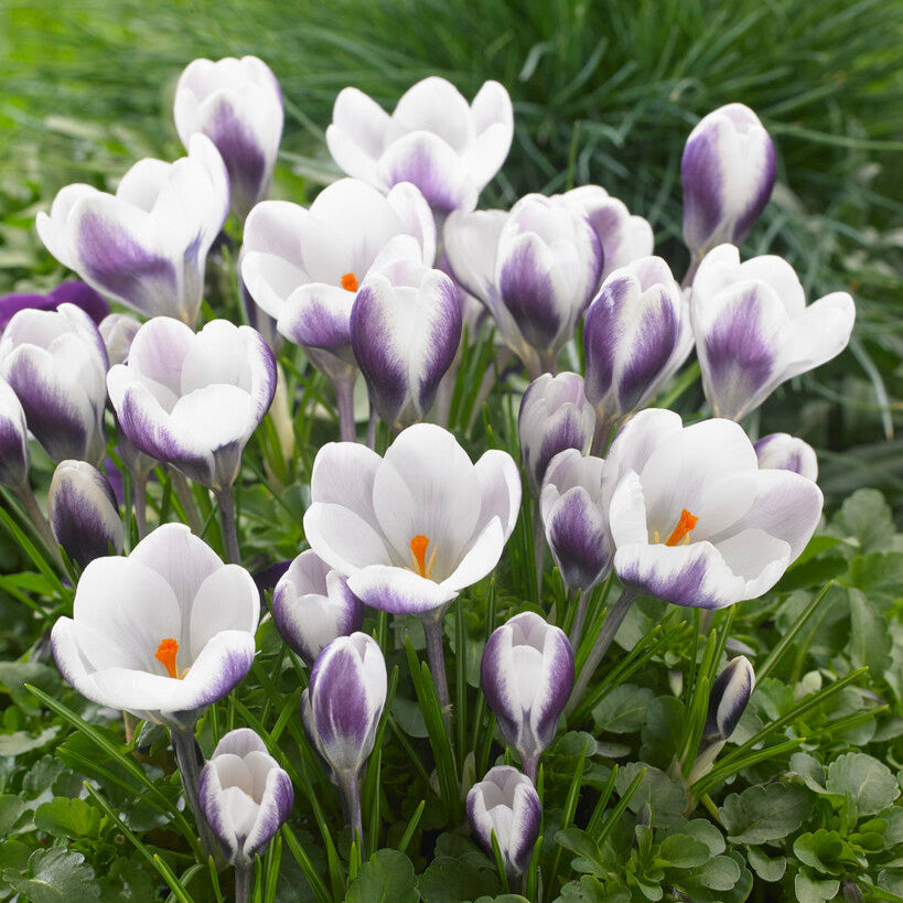 Crocus Bulbs for Sale Easy To Grow Bulbs