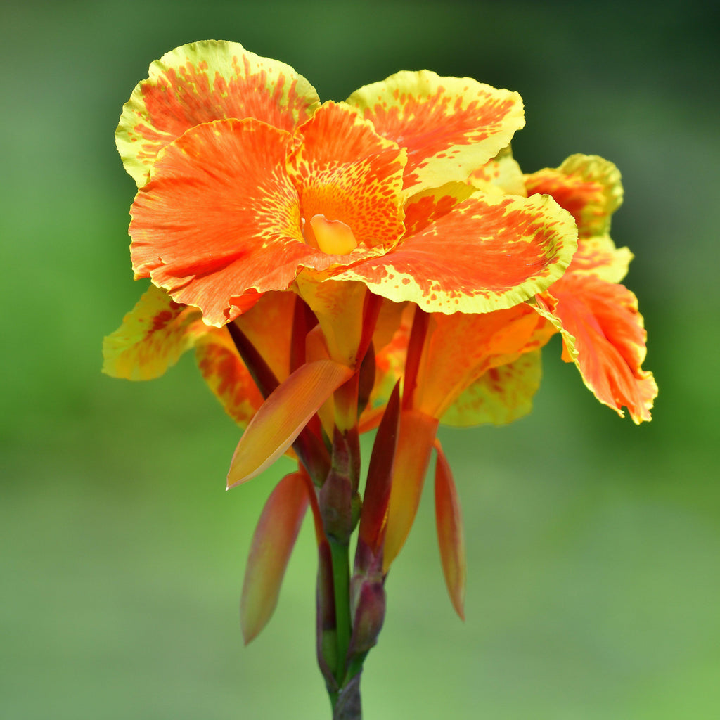 Canna Bulbs for Sale Easy to Grow™ Easy To Grow Bulbs