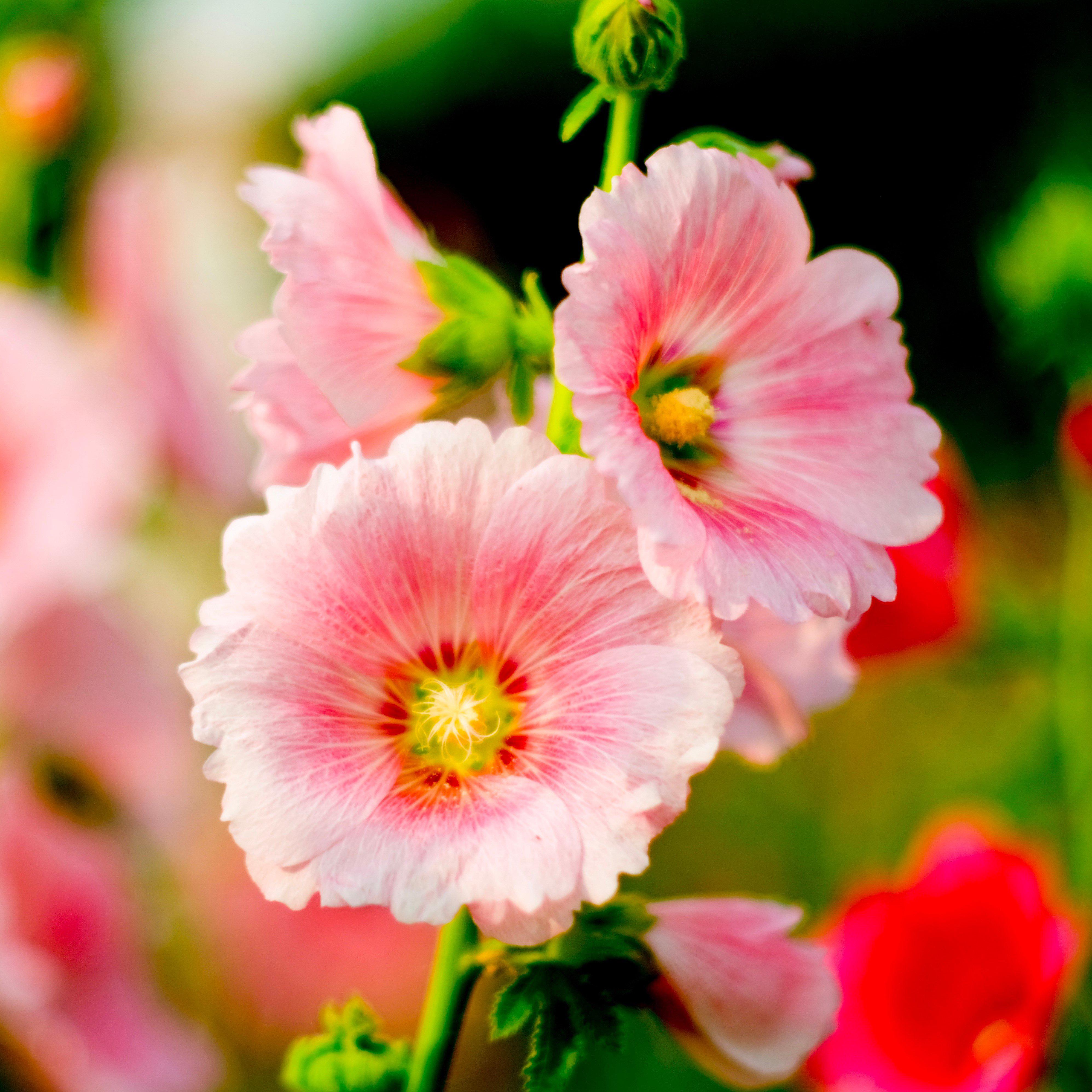 Easy to Grow | Hollyhock (Alcea Rosea) Potted Garden Plants – Easy To ...