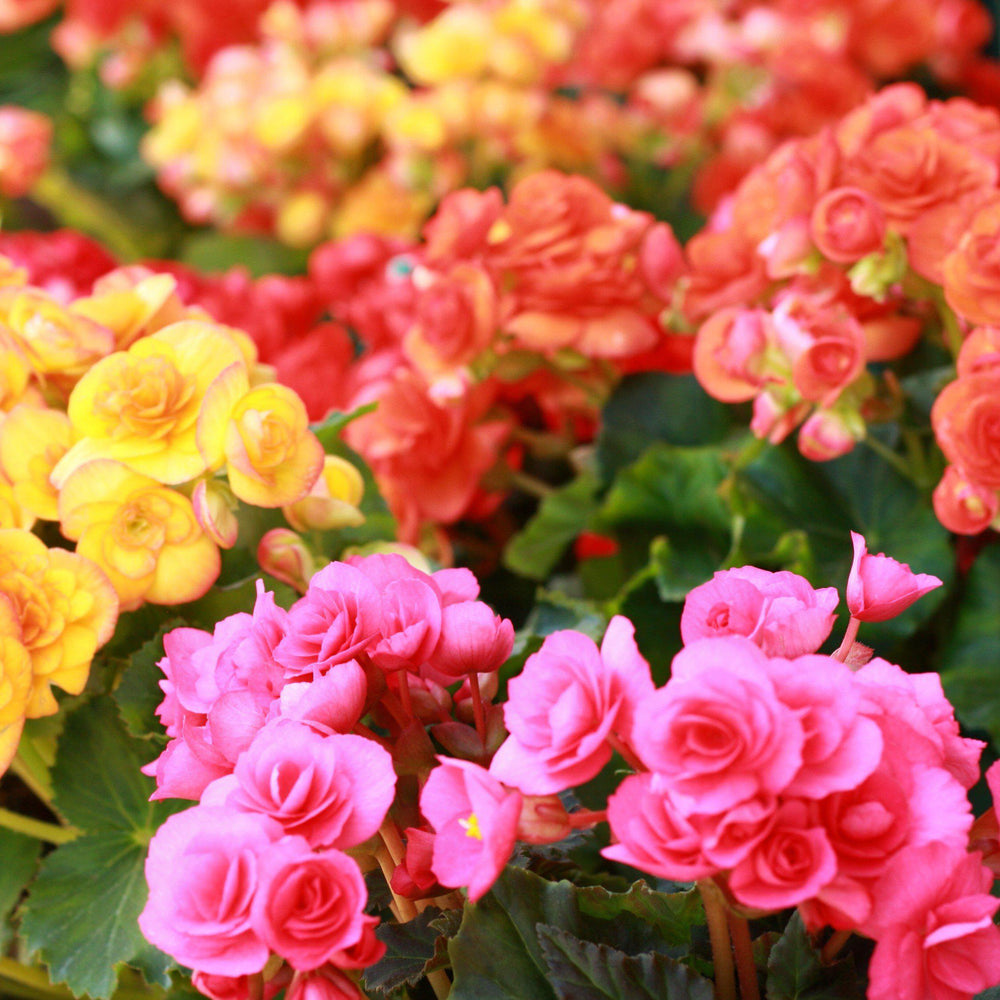 Easy to Grow Spring Flower Bulb Catalog Easy To Grow Bulbs