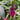 Voodoo Lilies (Amorphophallus)