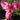 Tigridia (Tigerflower) Bulbs