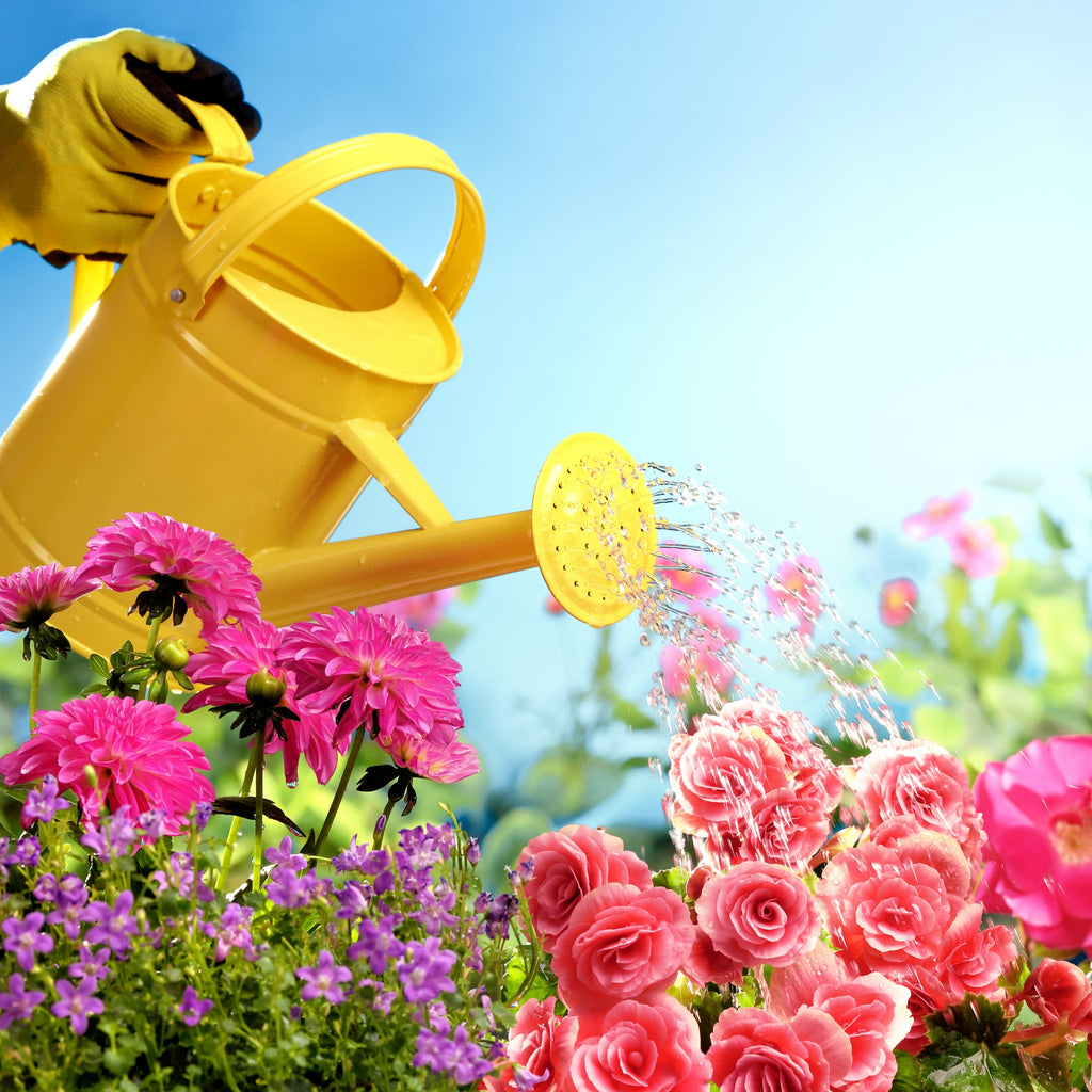 Garden Rescue Easy To Grow Bulbs