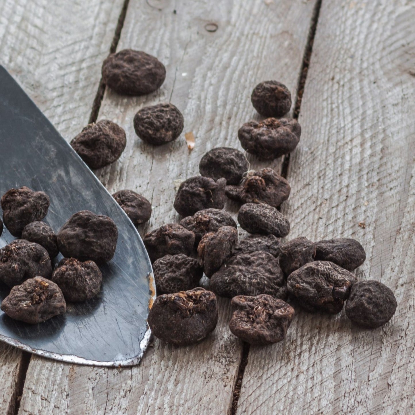 Anemone - Blue Poppy