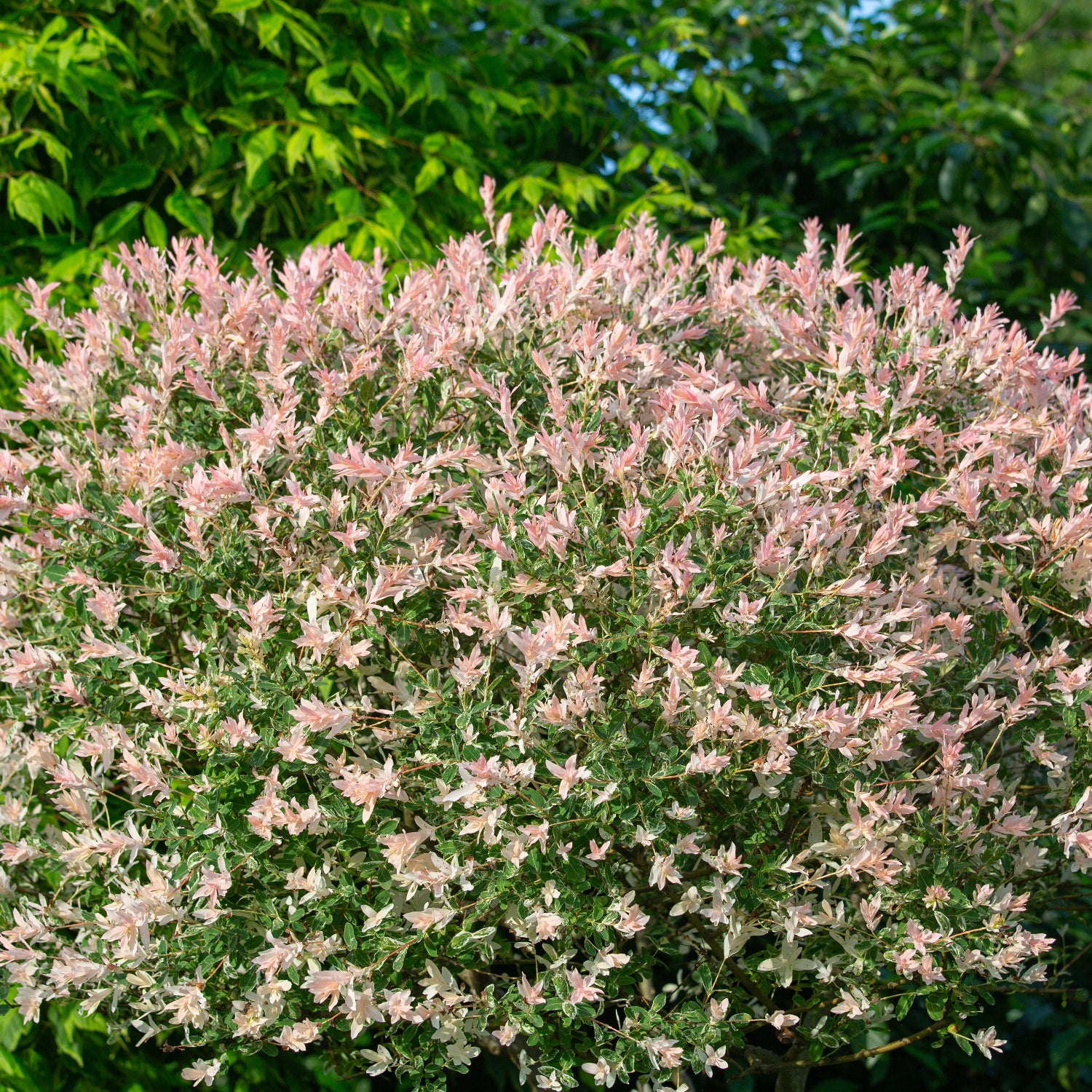 Salix Hakuro Nishiki Willow with pink leafs