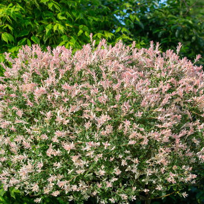 Salix Hakuro Nishiki Willow with pink leafs