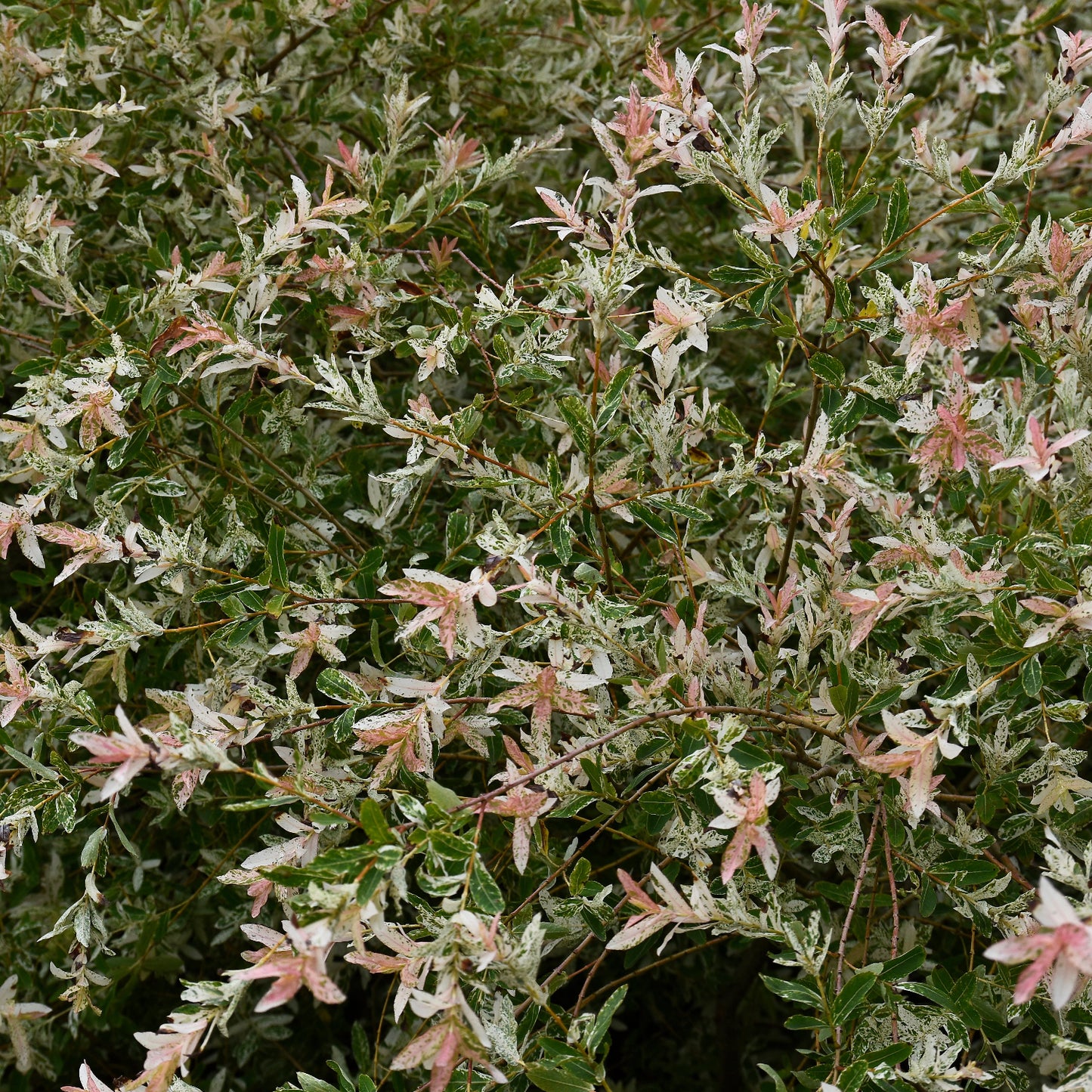 Salix Hakuro Nishiki Willow up close