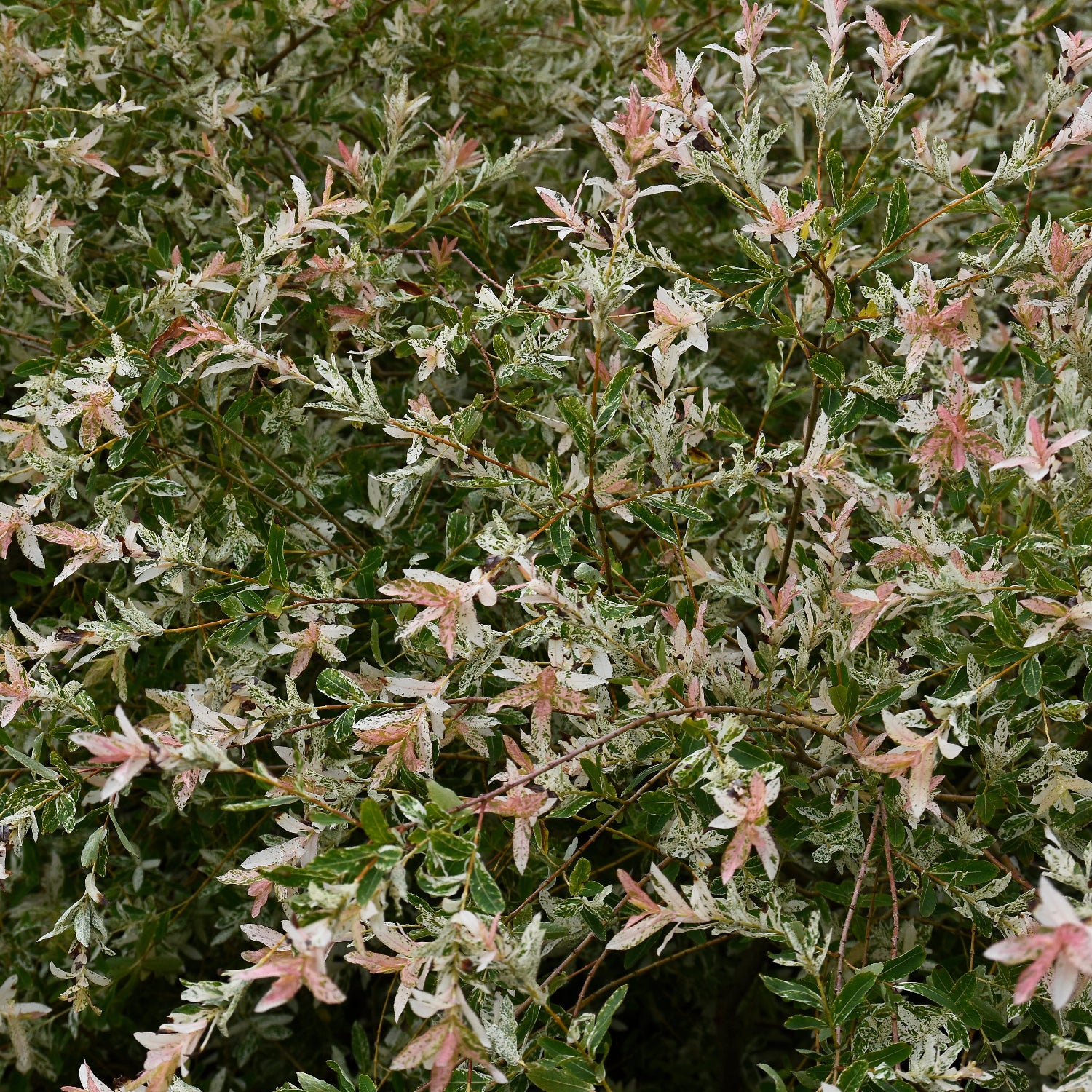 Salix Hakuro Nishiki Willow up close