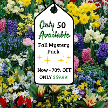 Adventure Pack 250 Fall Bulbs Grab Bag