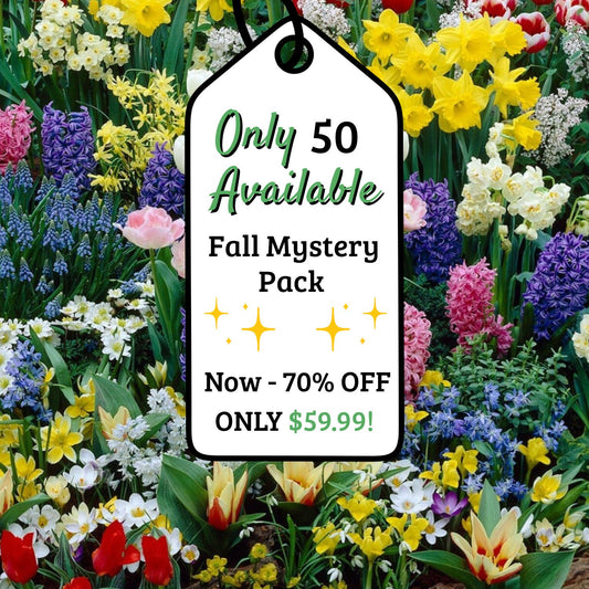 Adventure Pack 250 Fall Bulbs Grab Bag