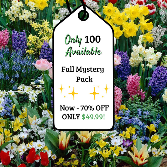 Adventure Pack 250+ Bulbs